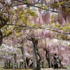 世羅ふじ園