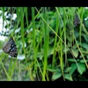 リュウキュウアサギマダラ02