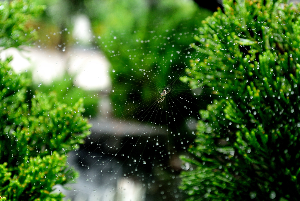 水玉ハンモック