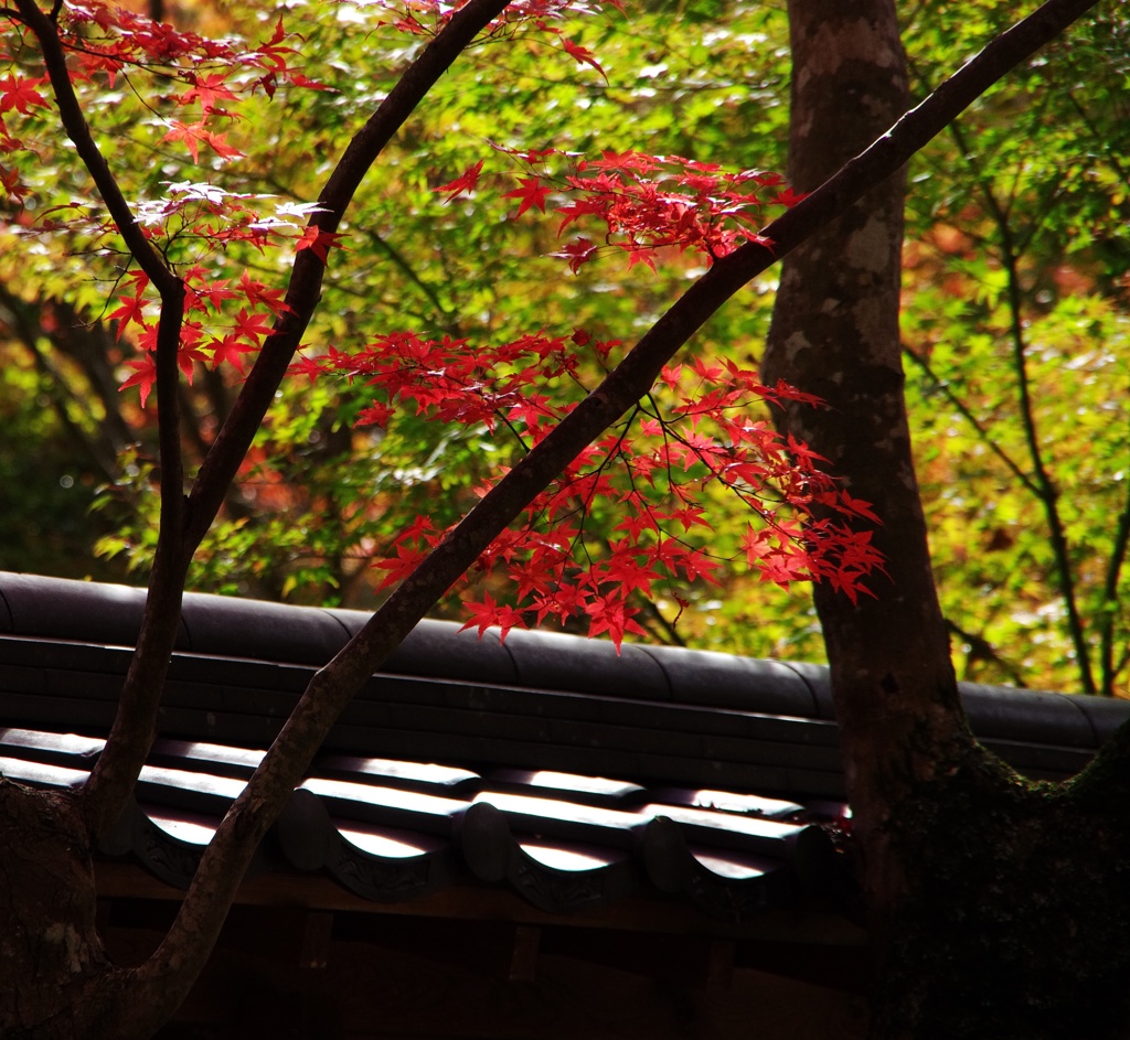 佛通寺の紅葉　03