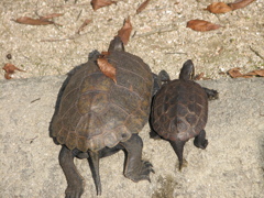 ひなたぼっこ
