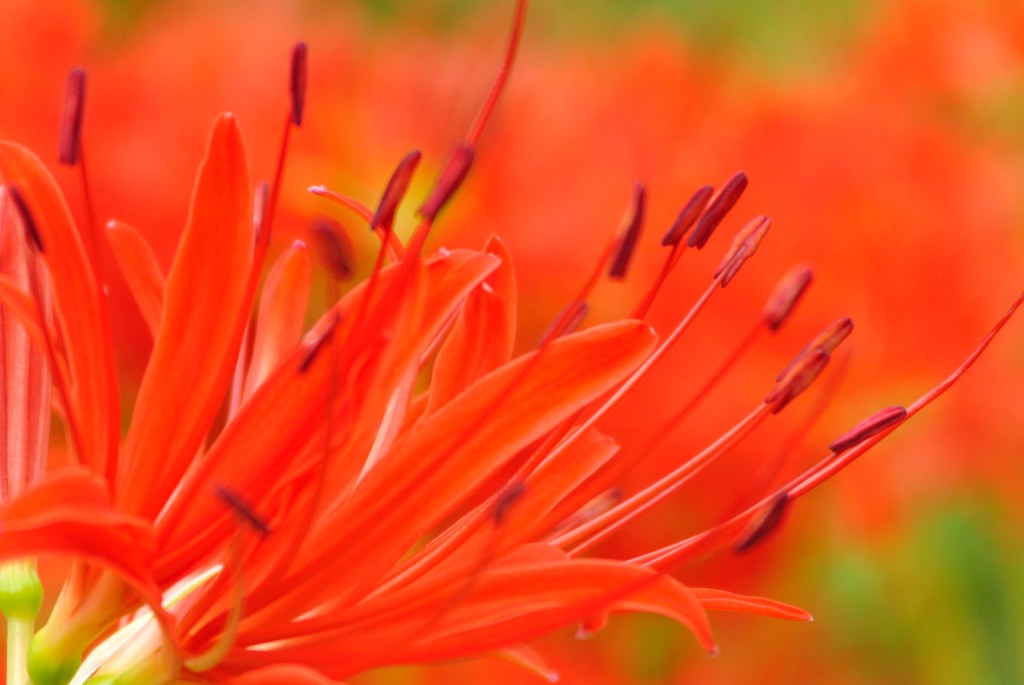 ＲＥＤ