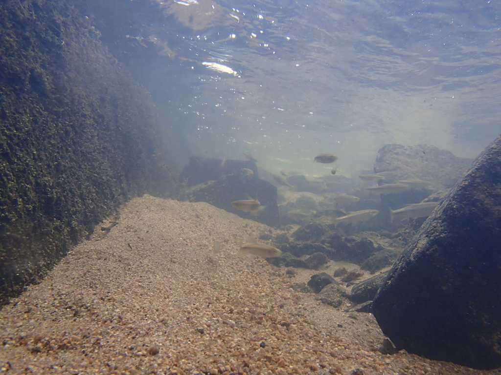 夏だ！川遊び！*01