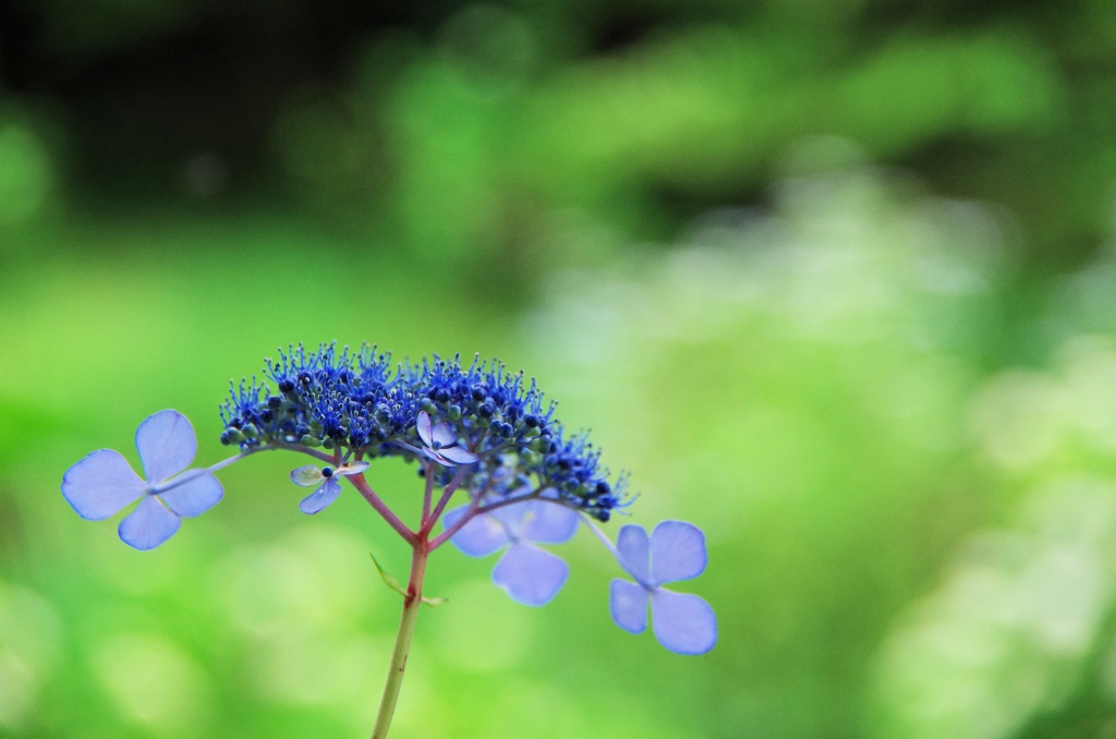 紫陽花の気持ち