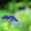 紫陽花の気持ち