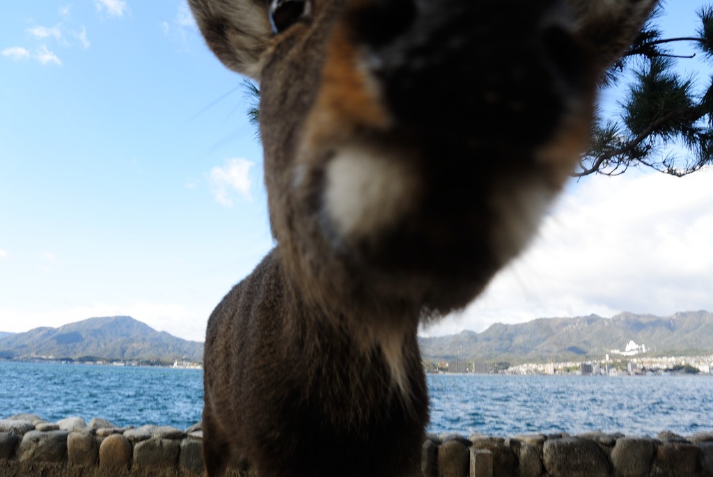 カメラは食べれません^^;