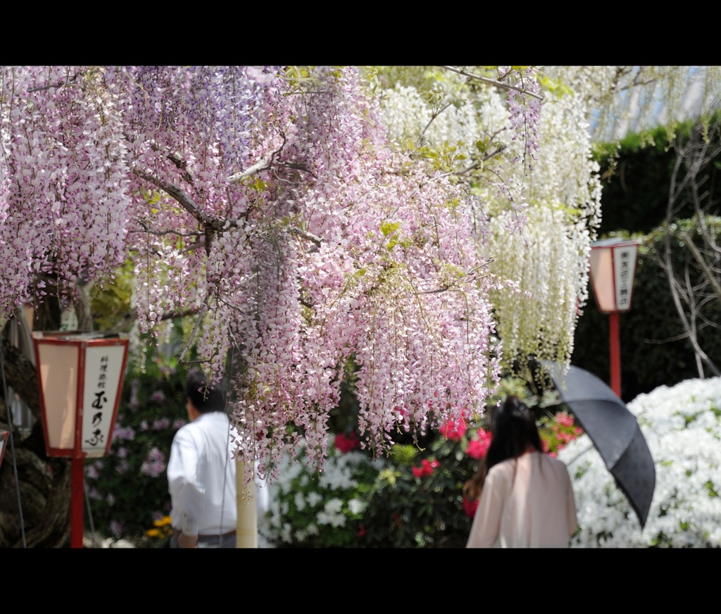 世羅ふじ園2013③