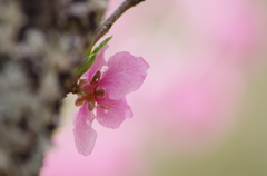 ひとりでお花見　それもまた良し