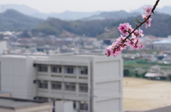 新学期！新入生、入学おめでとう～♪