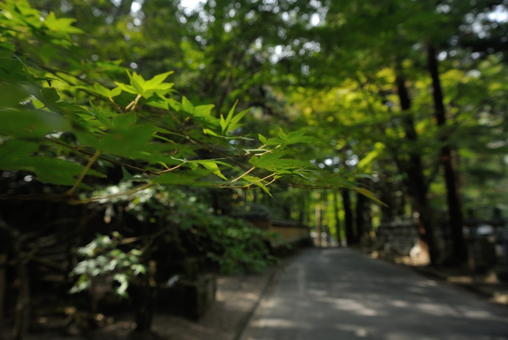 佛通寺　～参道～