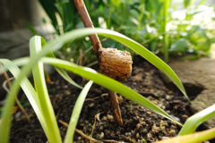 カマキリの卵