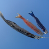 コイの季節！