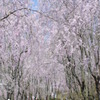世羅甲山ふれあいの里③