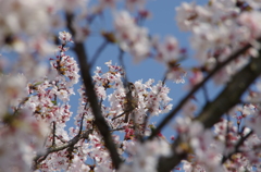 桜×雀
