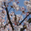 桜×雀