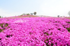 花夢の里