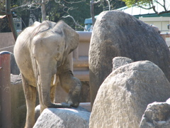 岩だゾウ