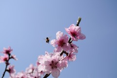 桜と蜂02