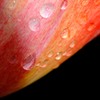 庭チュー　～ 赤い惑星 ～