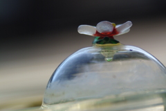 花かっぱ