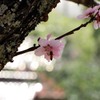 桜と蜂01