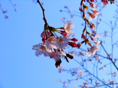 空色さくら色