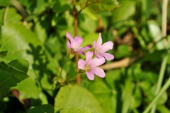 名も知らぬ花