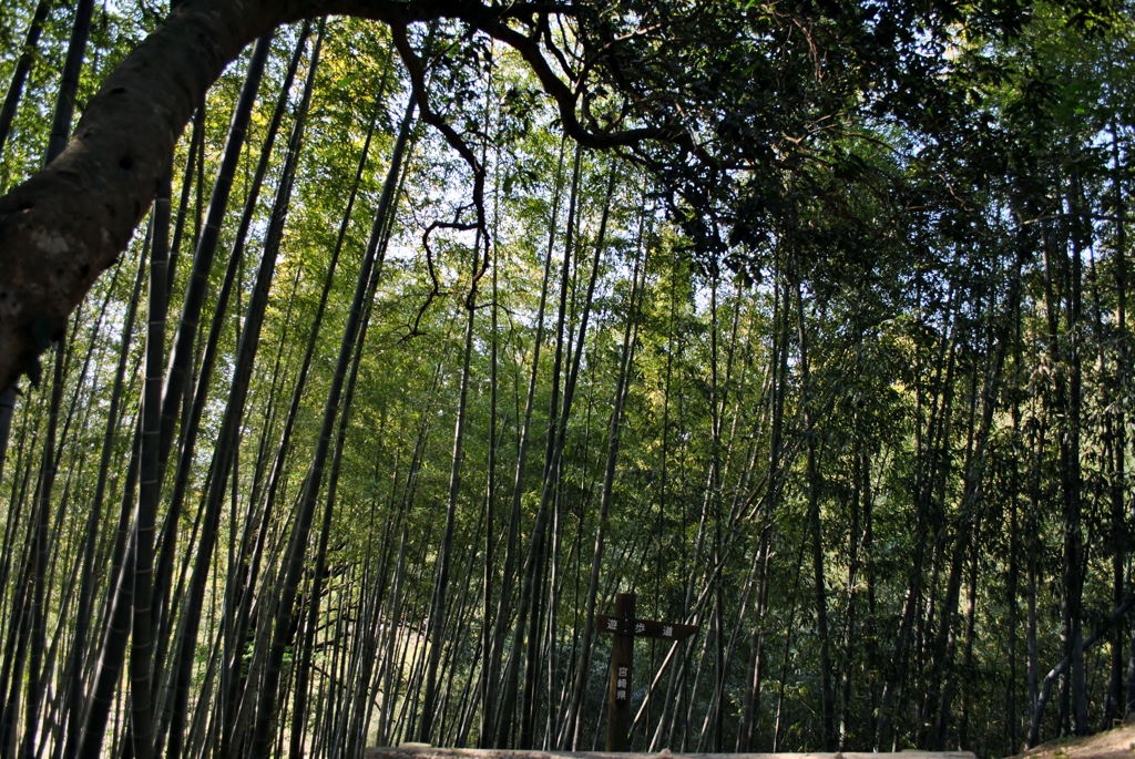 竹林