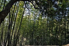 竹林