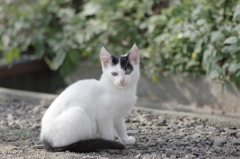 かわいい野良