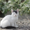 かわいい野良
