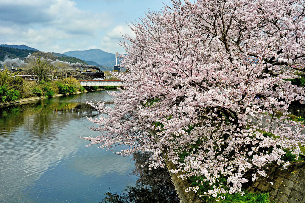 桜とやまぐち号