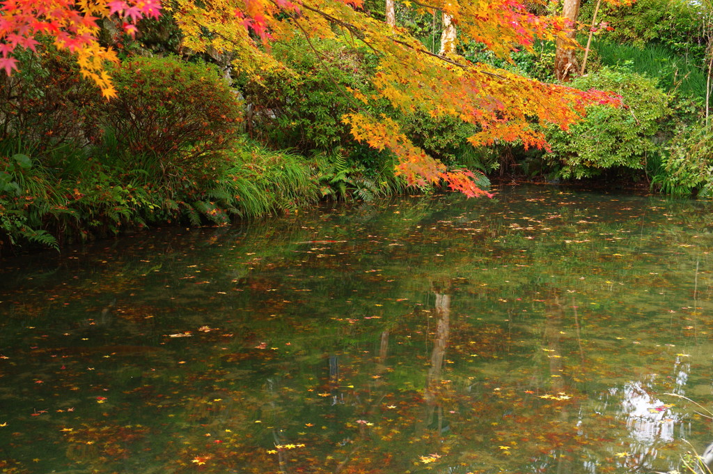 秋の大寧寺3