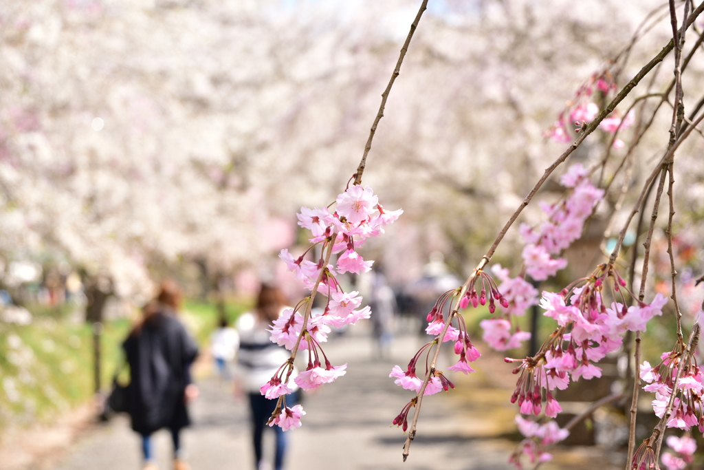 枝垂れ桜
