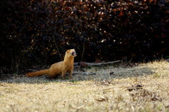 めずらしいモデルさん