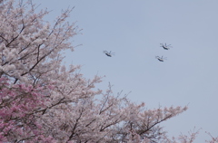 さくらと・・・・