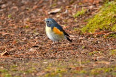 ルリビタキに逢えた～2