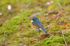 ルリビタキに逢えた～