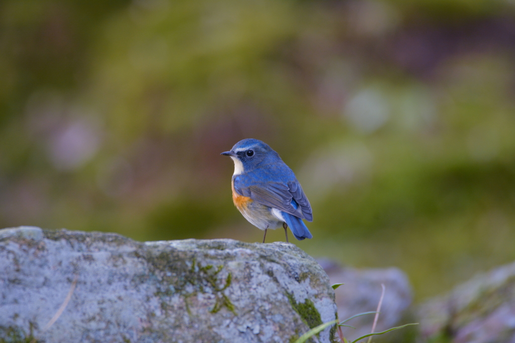 ルリビタキにあえた～3