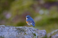 ルリビタキにあえた～3