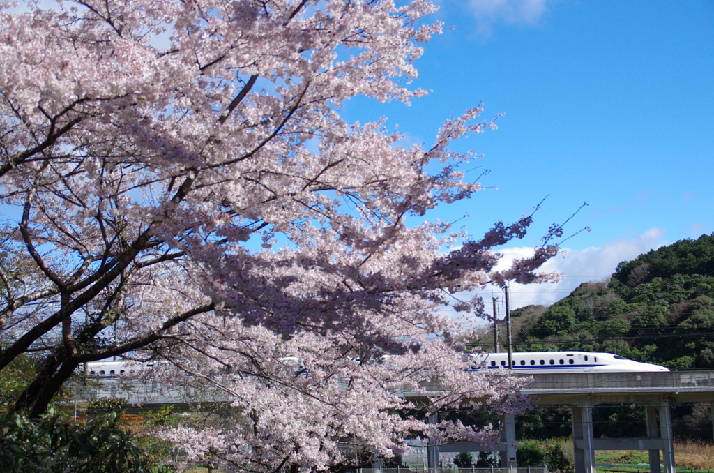 さくらと新幹線