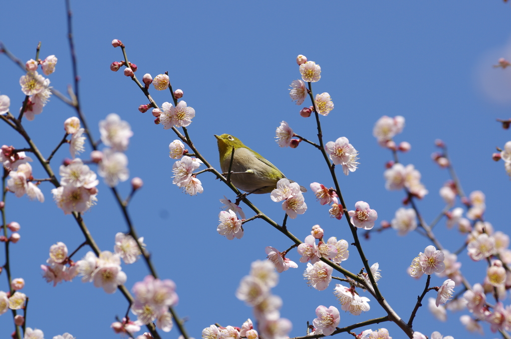 うめまつりのウメジロー