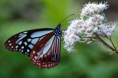 アサギマダラ♂