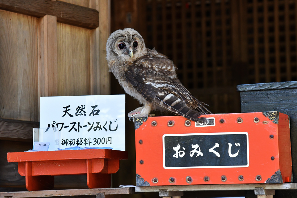 おみくじ