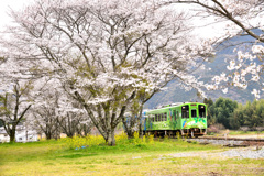 桜の中を