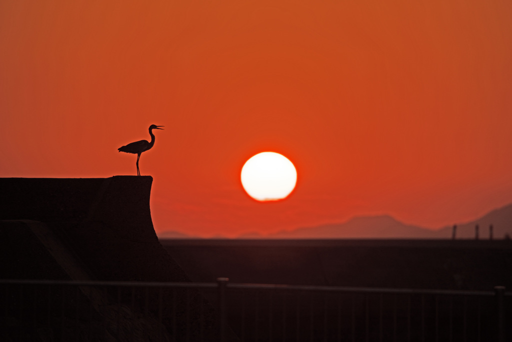 夕陽に叫ぶアオサギ
