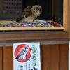看板娘