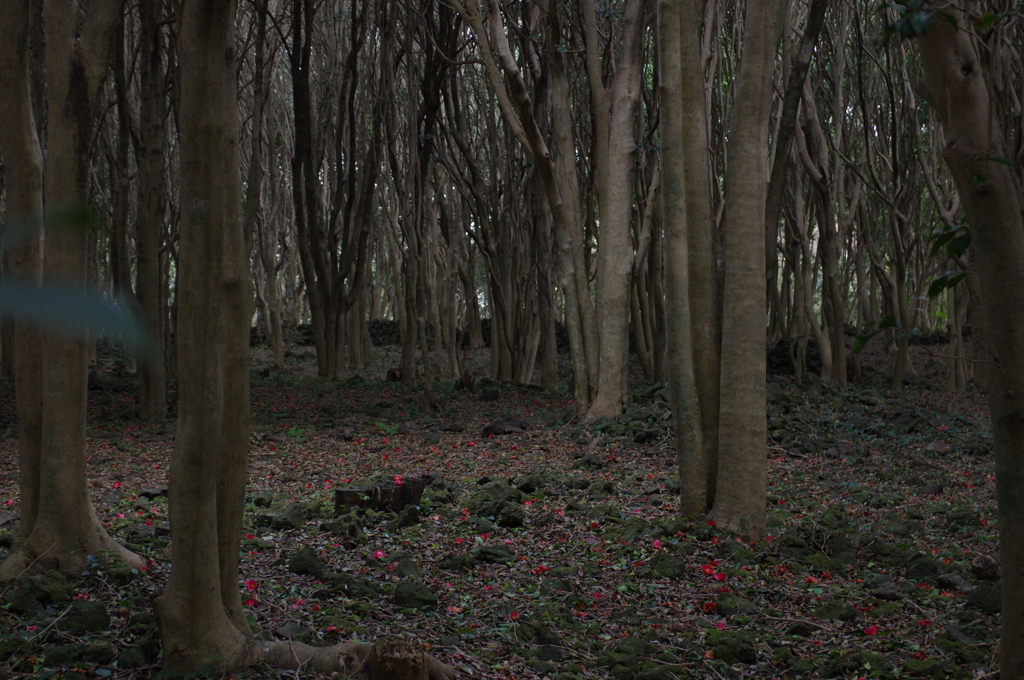 白い幹がきれい