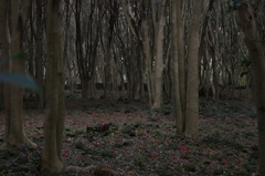 白い幹がきれい