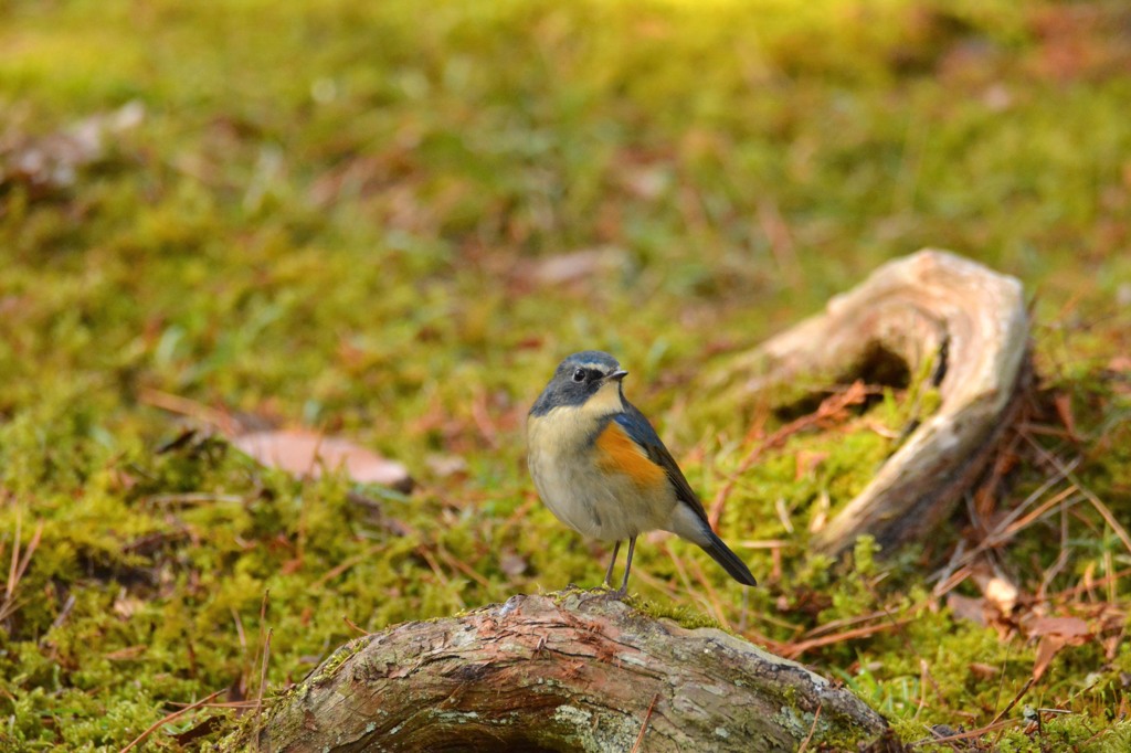 公園のルリくん